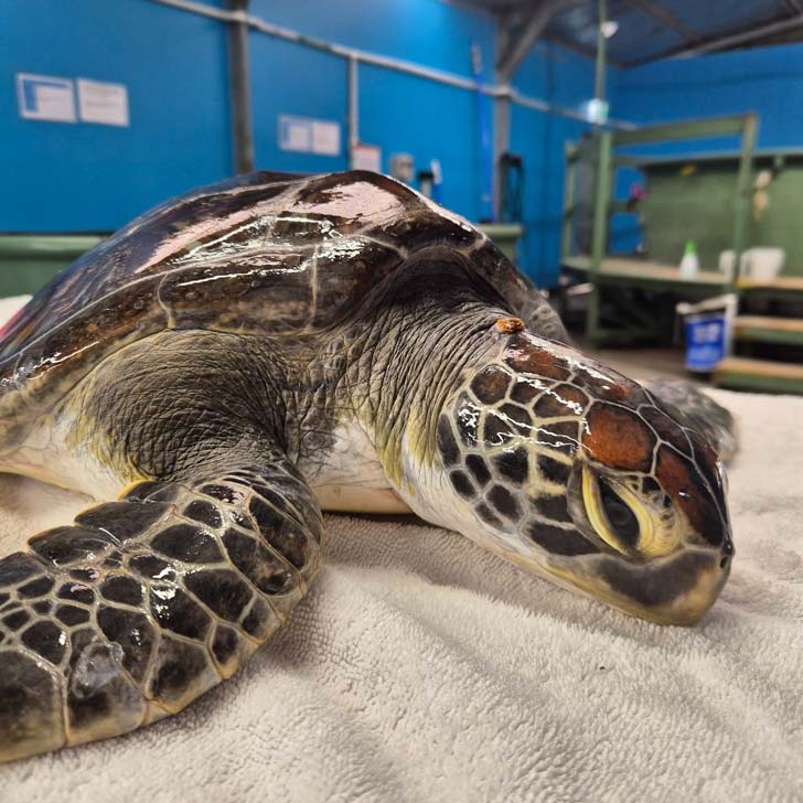 A green sea turtle sits on a pink beach towel