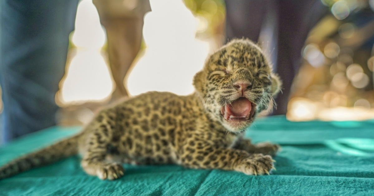 A leopard cub cries on a blue towel