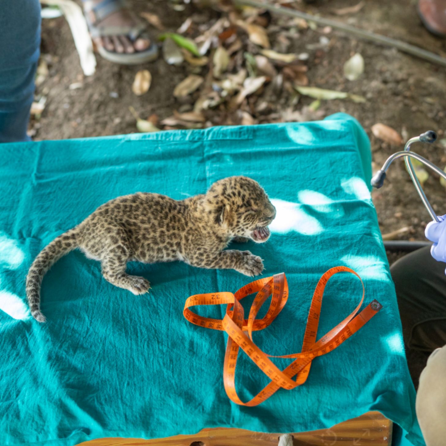 A leopard cub cries on a blue towel as experts are just out of frame