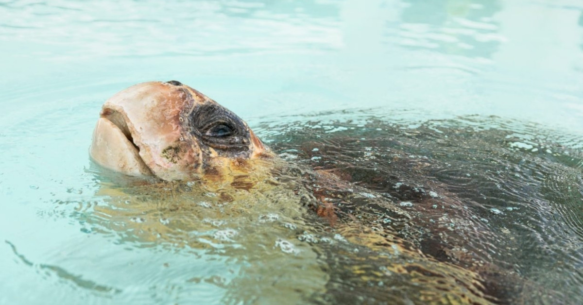 A sea turtle swimming in a clear, circular tank with sunlight shining through the water.
