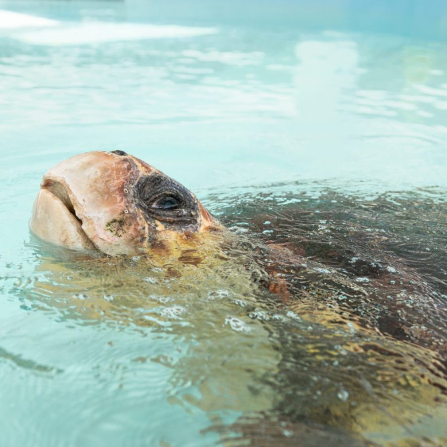 A sea turtle swimming in a clear, circular tank with sunlight shining through the water.