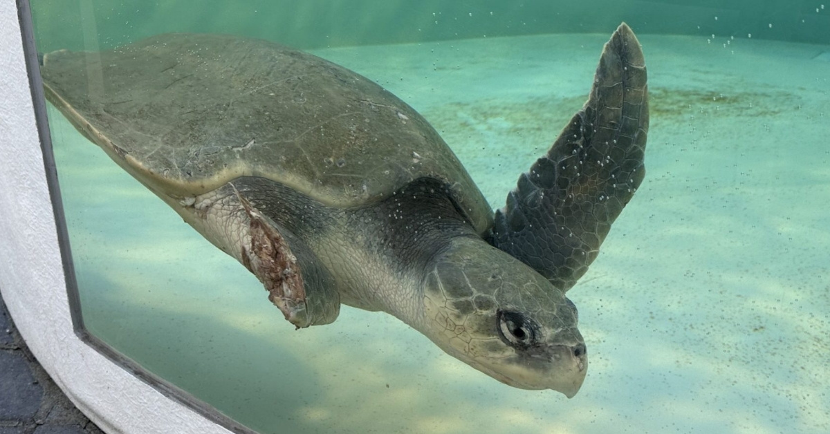 A Kemp's ridley sea turtle, with a missing forelimb, dives in a tank.