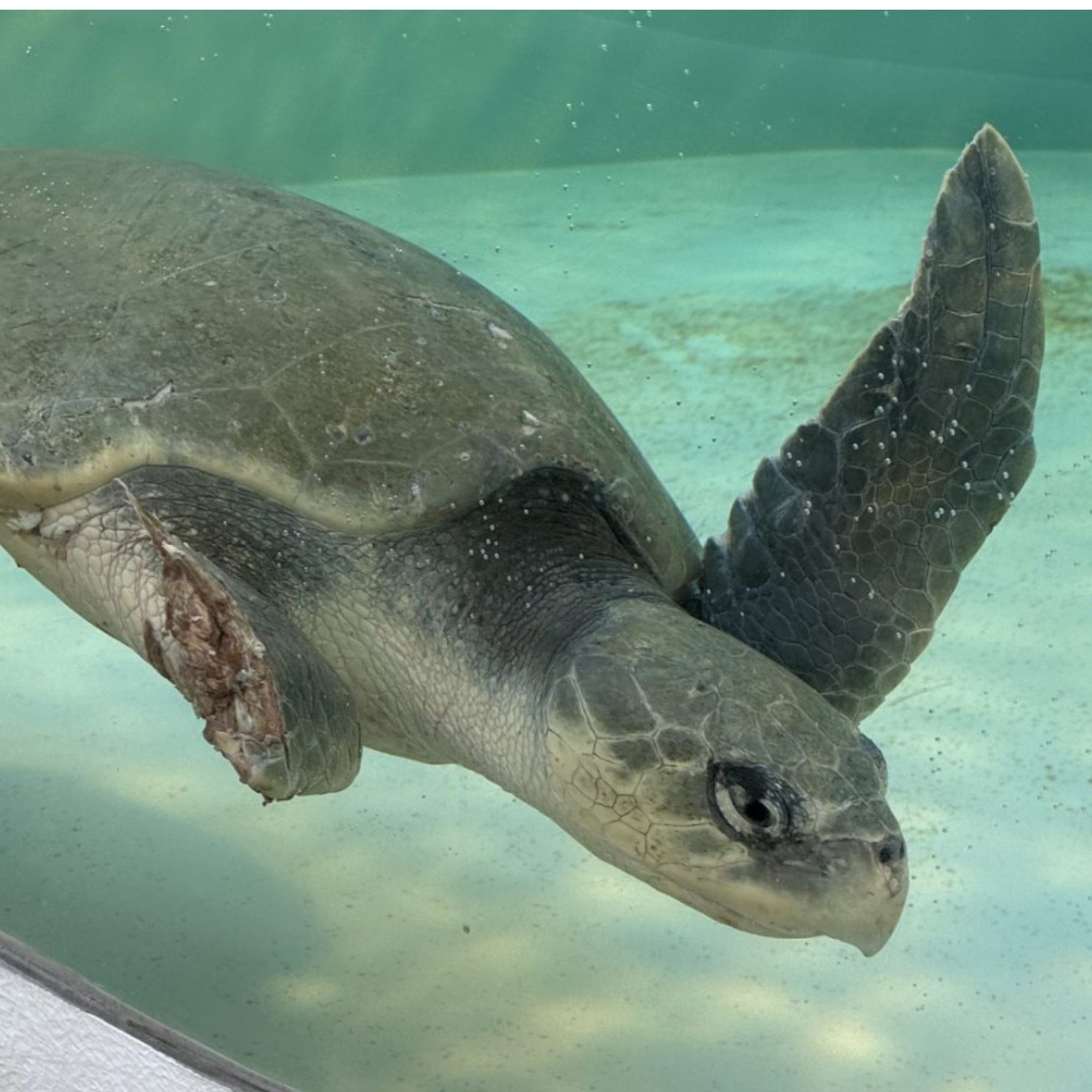 A Kemp's ridley sea turtle, with a missing forelimb, dives in a tank.