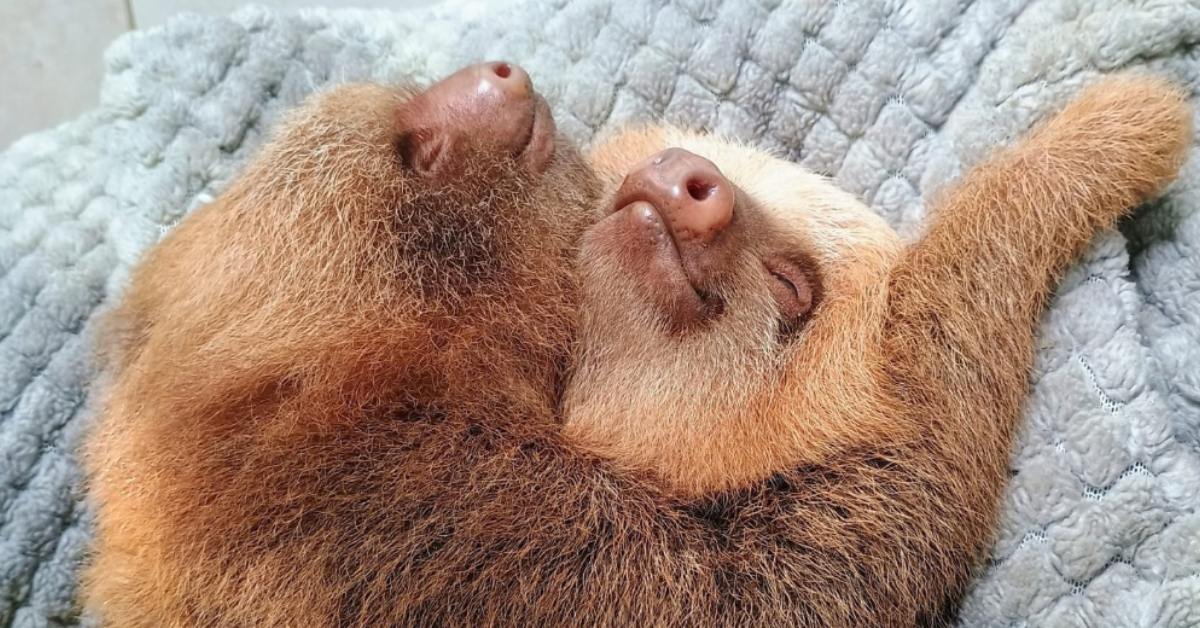 Two baby sloths wrap their arms around each other