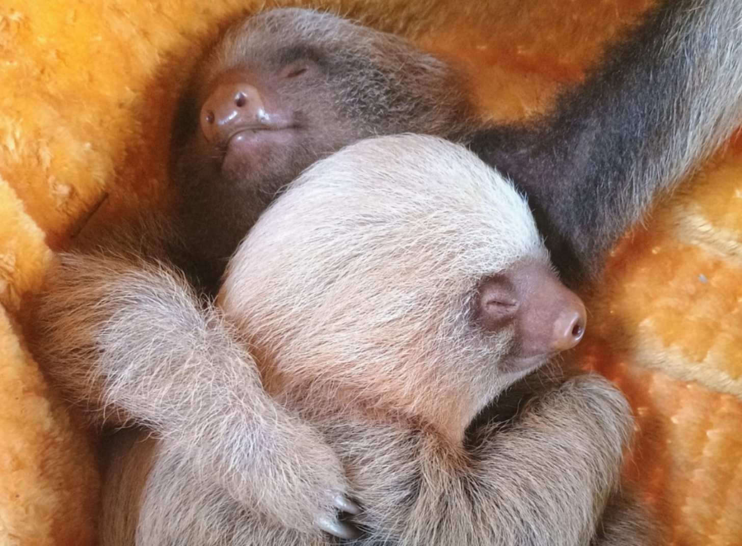 Two baby sloths wrap their arms around each other