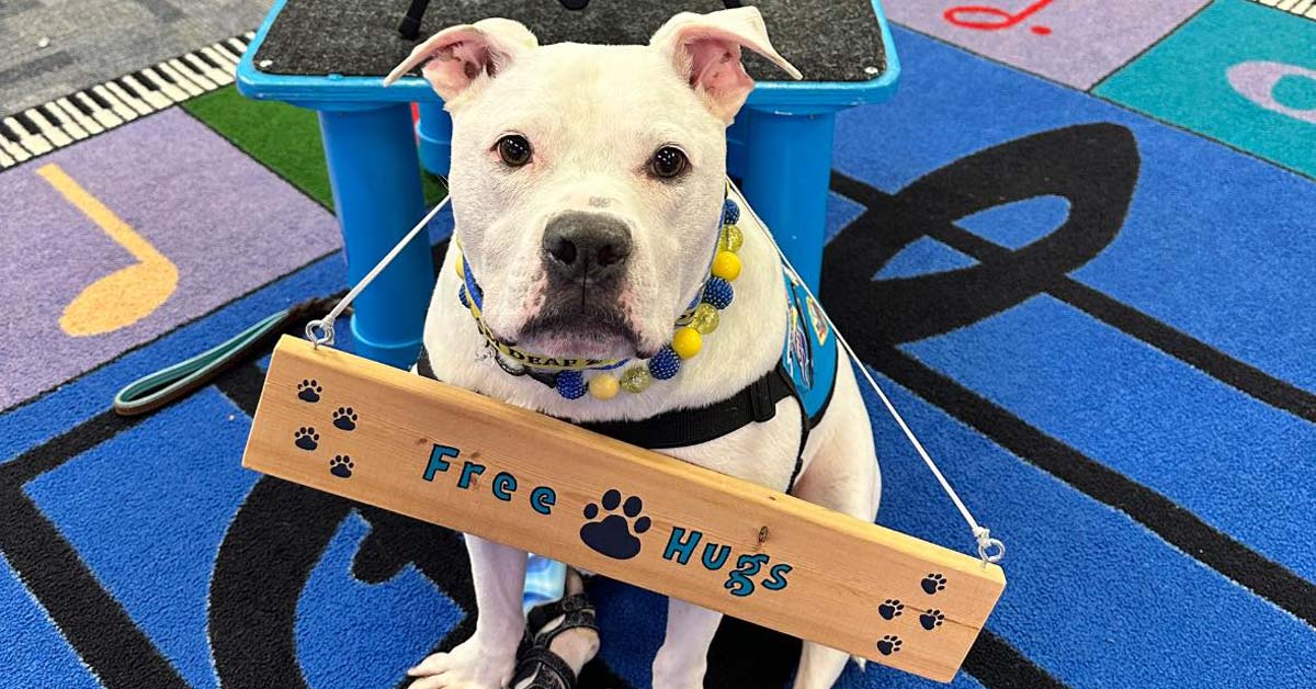 A white pit bull wears a wooden sign that says "free hugs" around his neck
