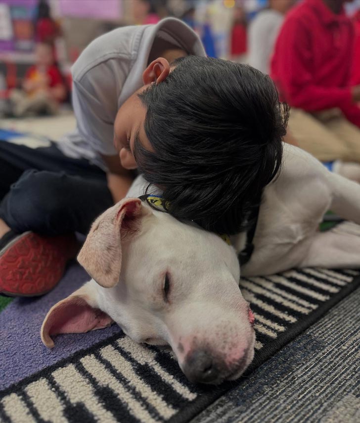 An elementary schoolboy with dark hair hugs a white pitbull dog in his classroom