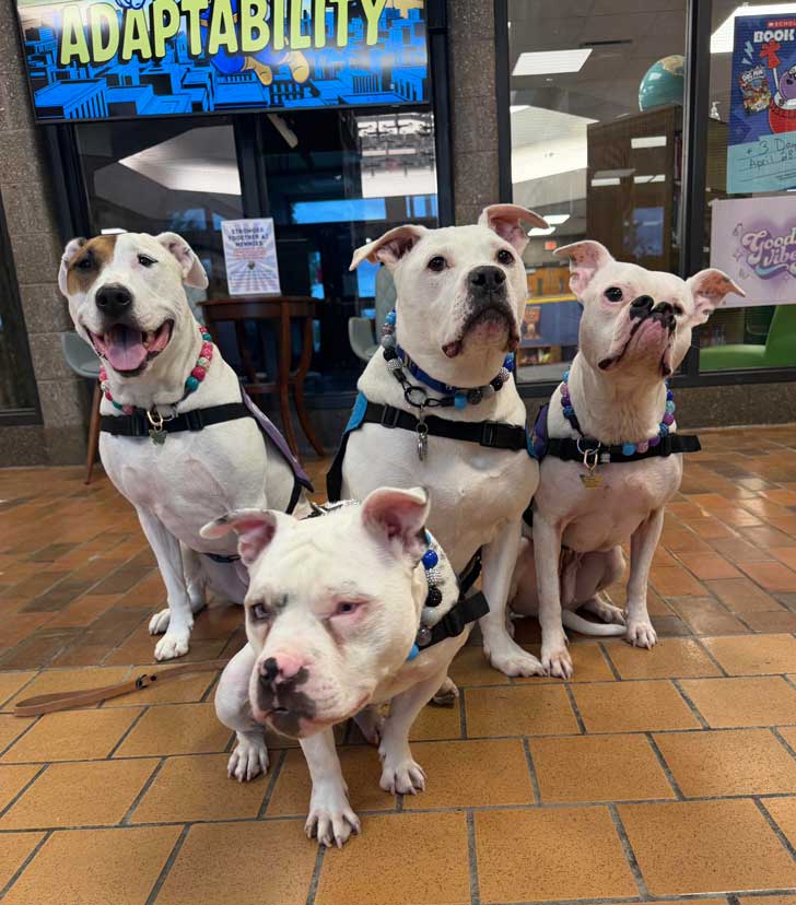 Four pitbulls sit in a school