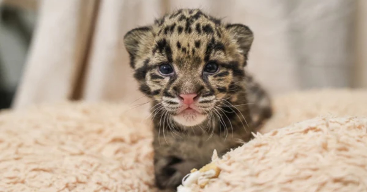 A clouded leopard cub on a soft blanket