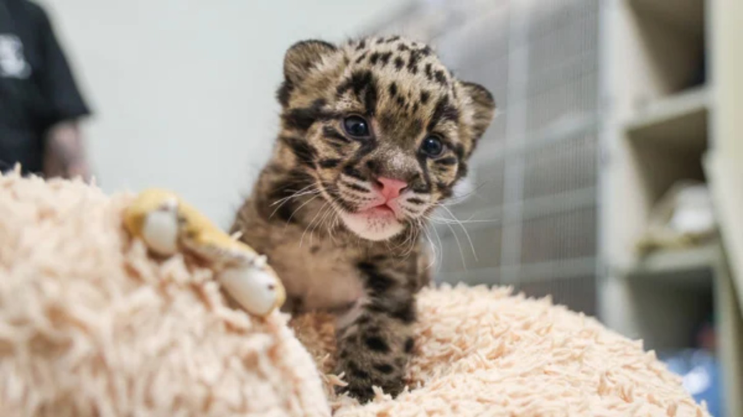 A clouded leopard cub on a soft blanket