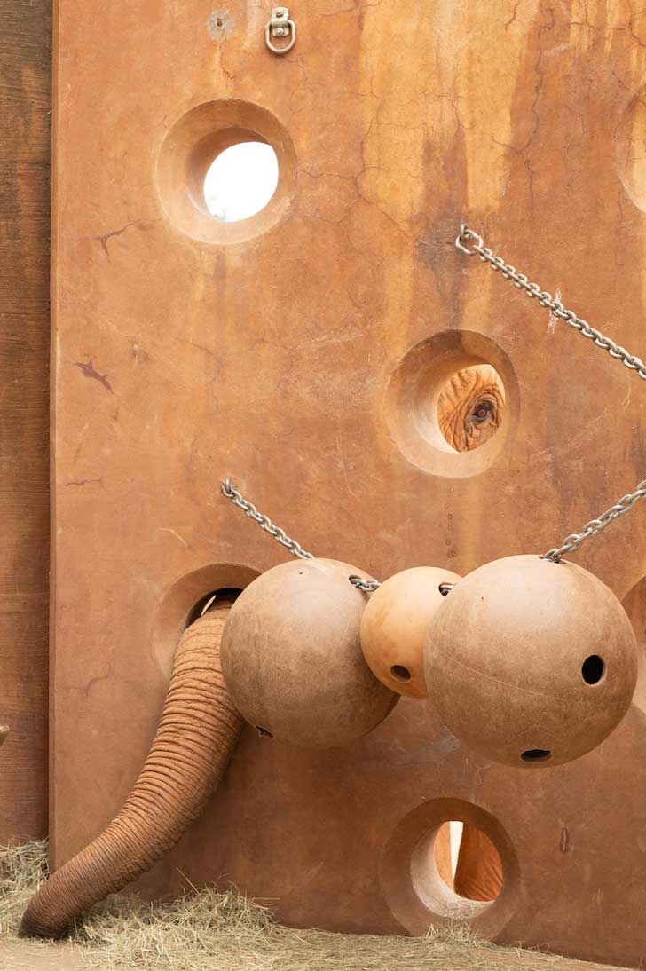An elephant trunk reaches through a hole in a concrete wall