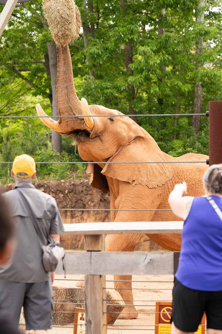 An elephant reaches for a bundle of hay with its trunk at Zoo Atlanta