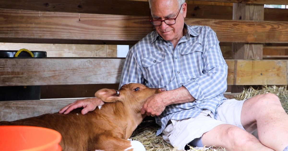 An older man sits beside a brown cow