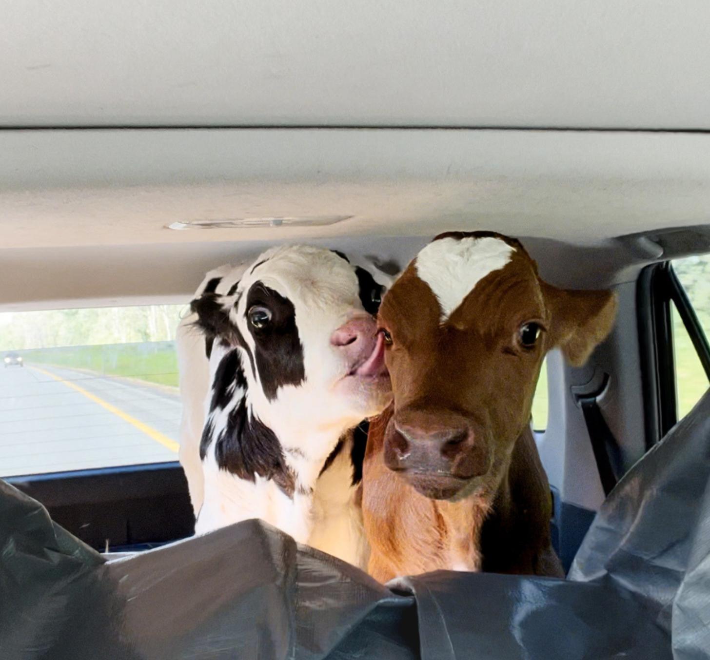 A black-and-white calf licks the face of a brown calf in the back of a car