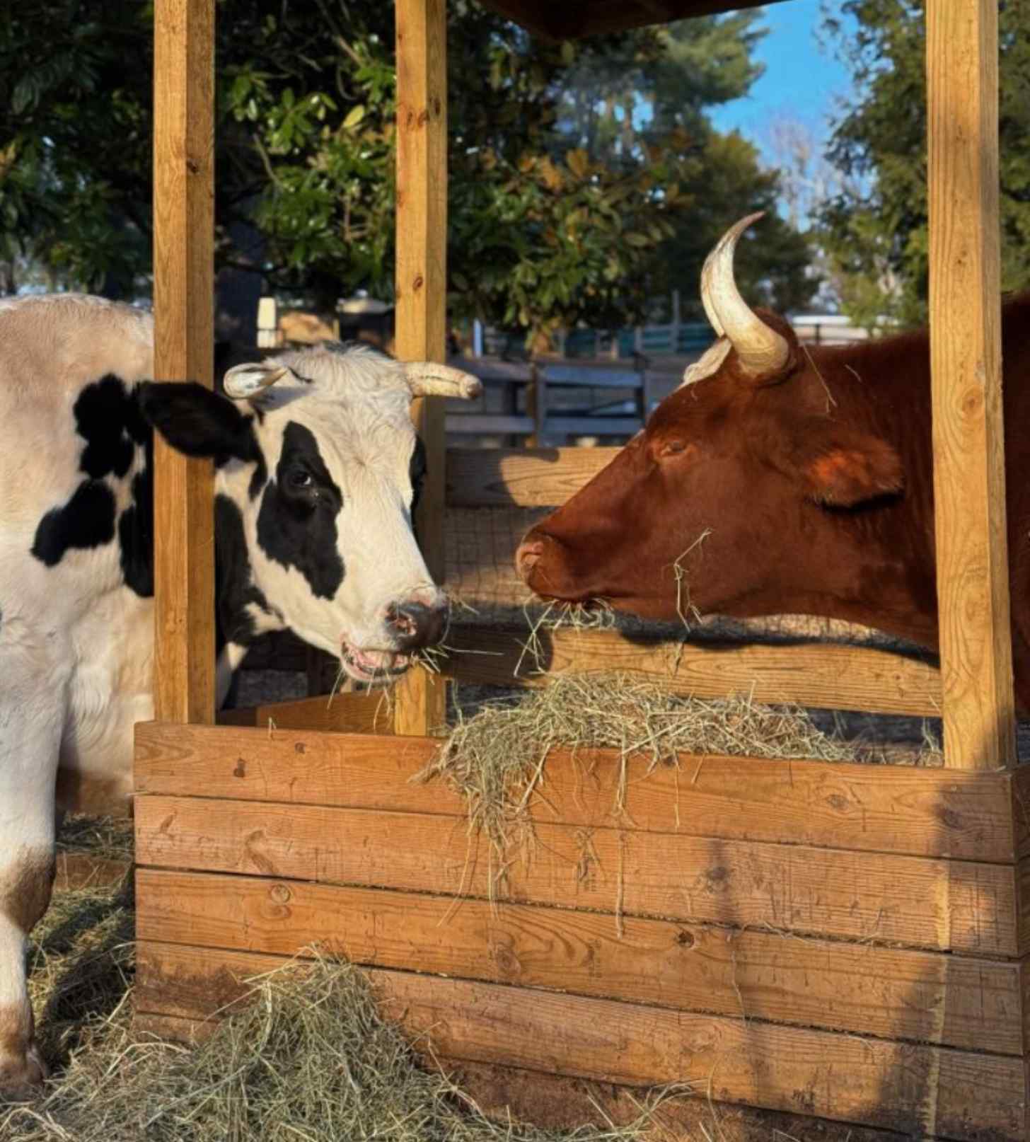 A black and white cow and a brown cow munch on straw beside each other
