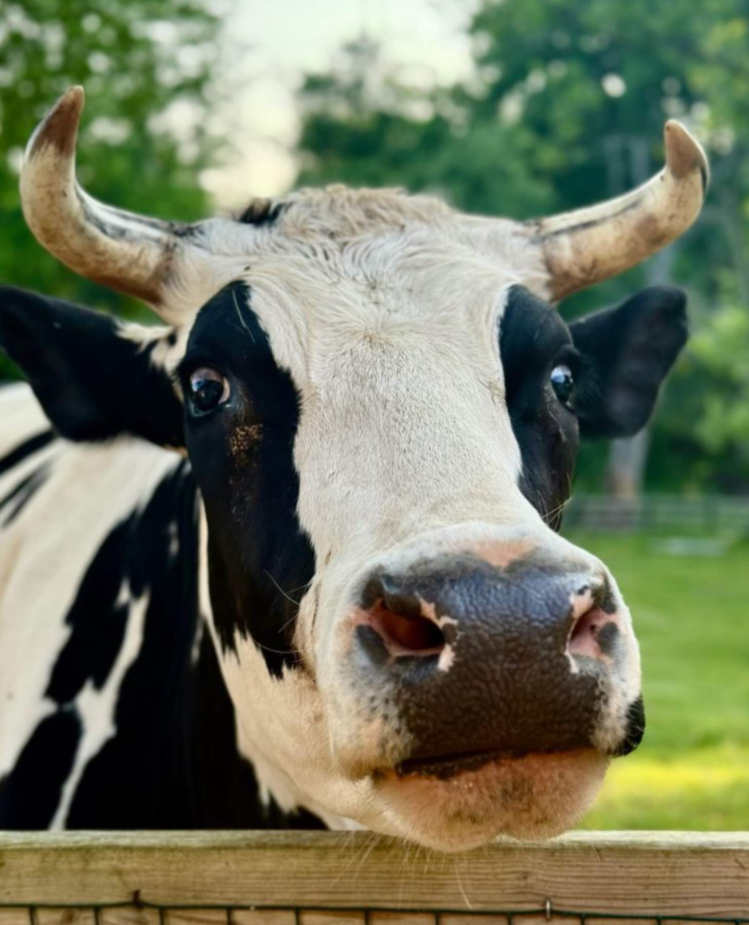 A black and white cow smiles in a closeup