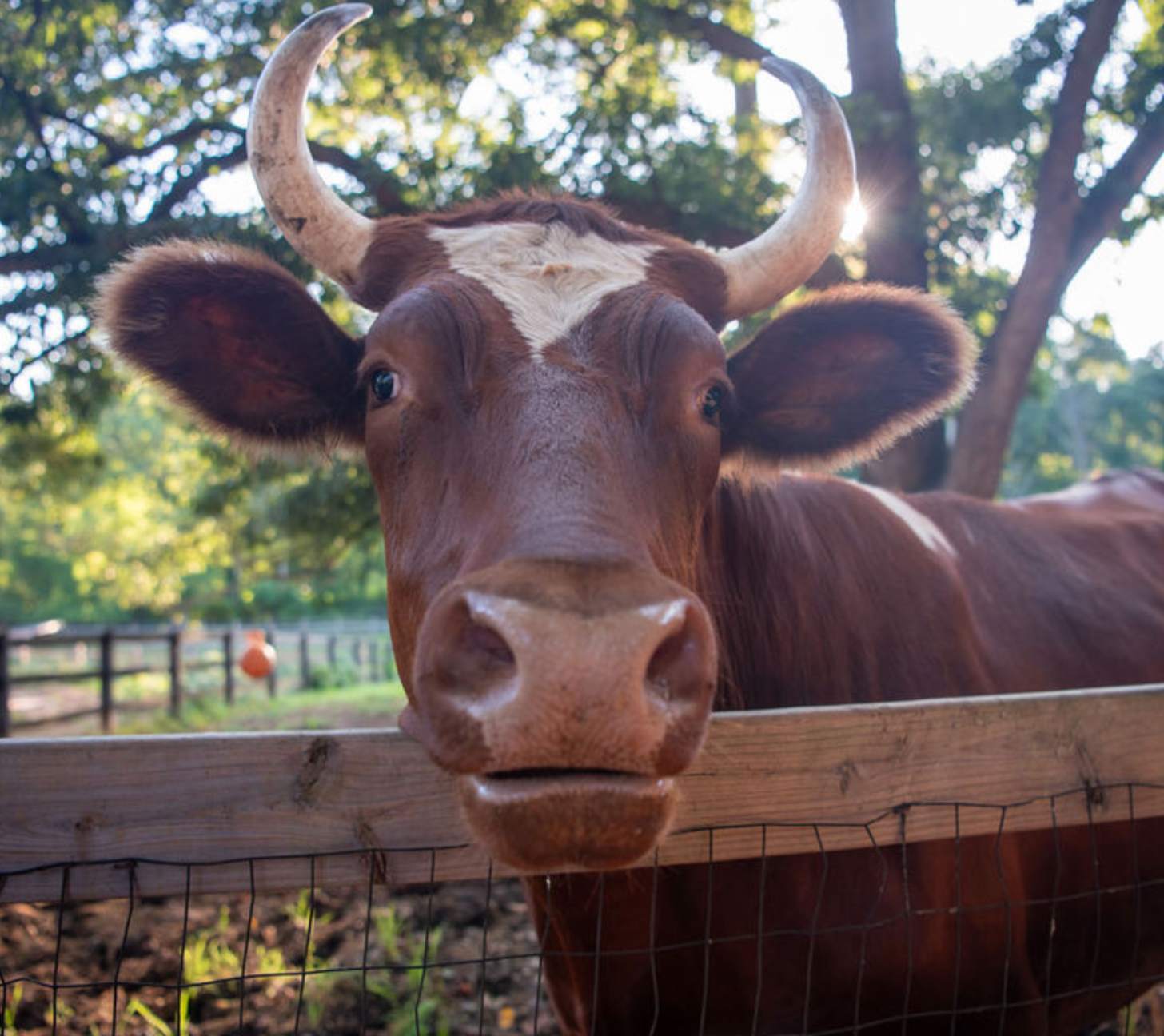 A brown and white cow smiles in a closeup