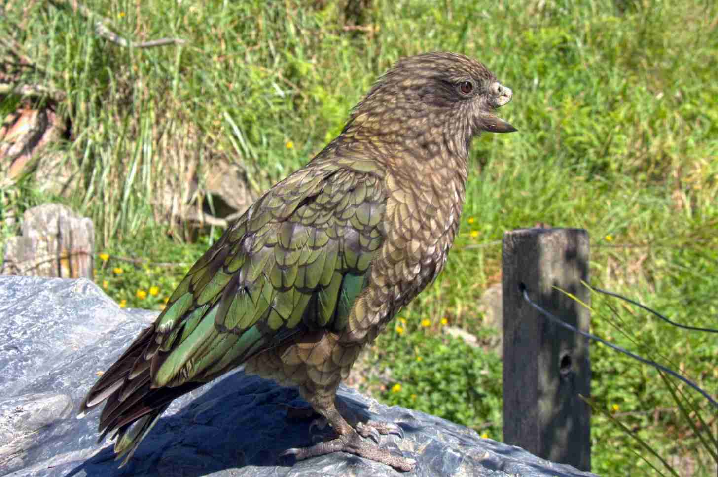Kea parrot Bruce at New Zealand’s Willowbank Wildlife Reserve. Images courtesy of Alexander Grabham.