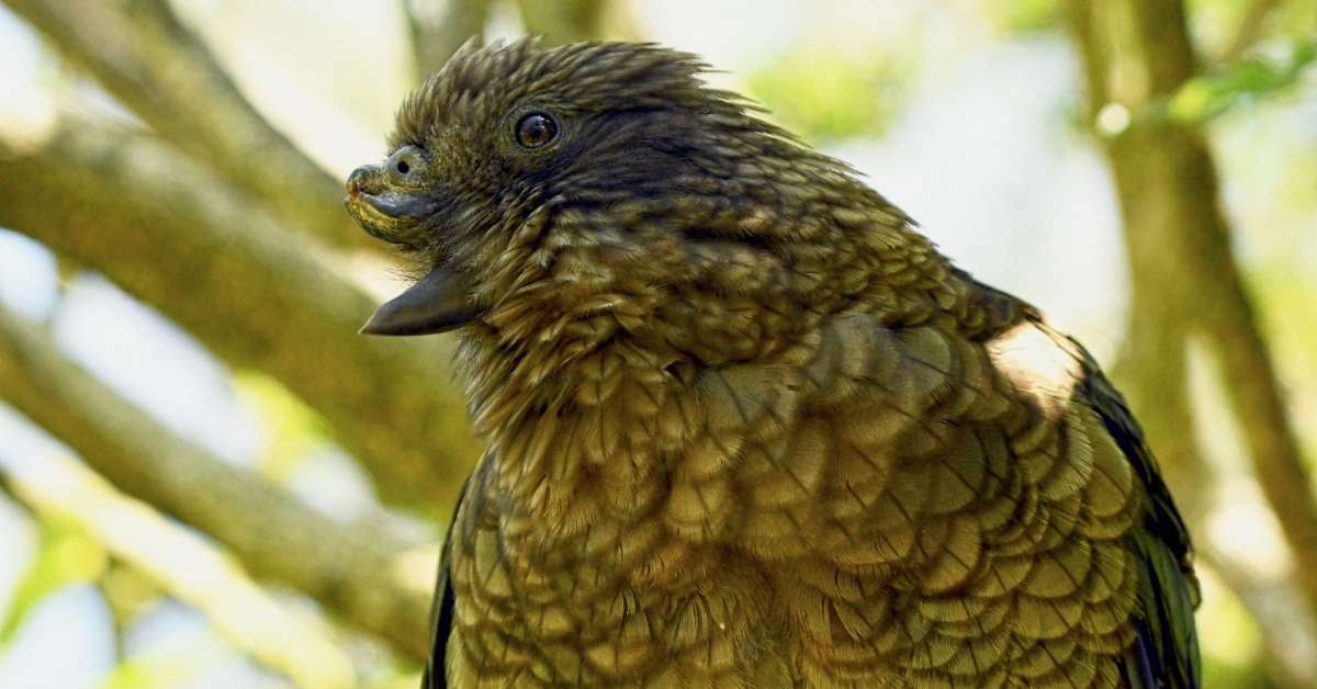 Kea parrot Bruce at New Zealand’s Willowbank Wildlife Reserve