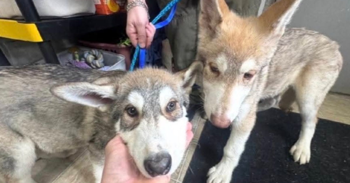 Two young wolf-dogs, one tan and white, and the other gray and white