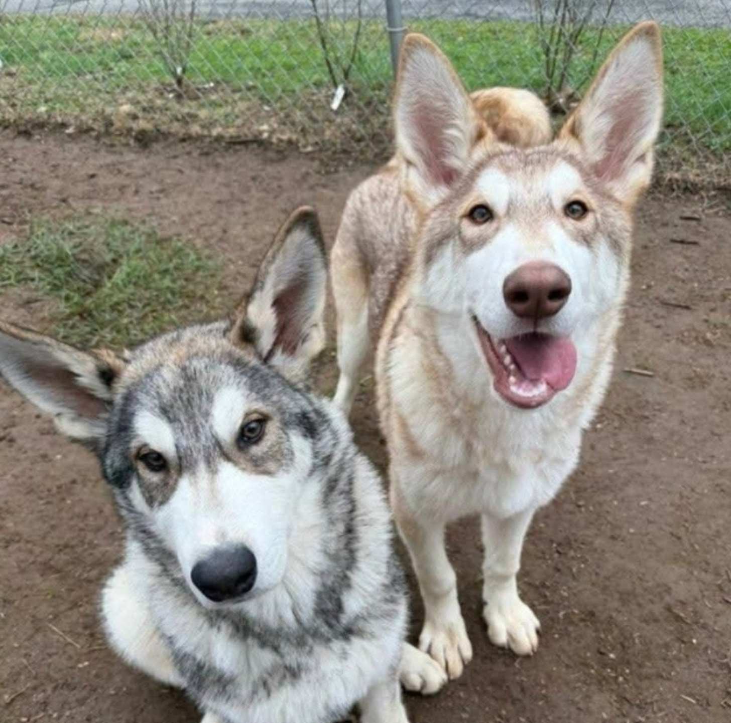 Two young wolf-dogs, one tan and white, and the other gray and white