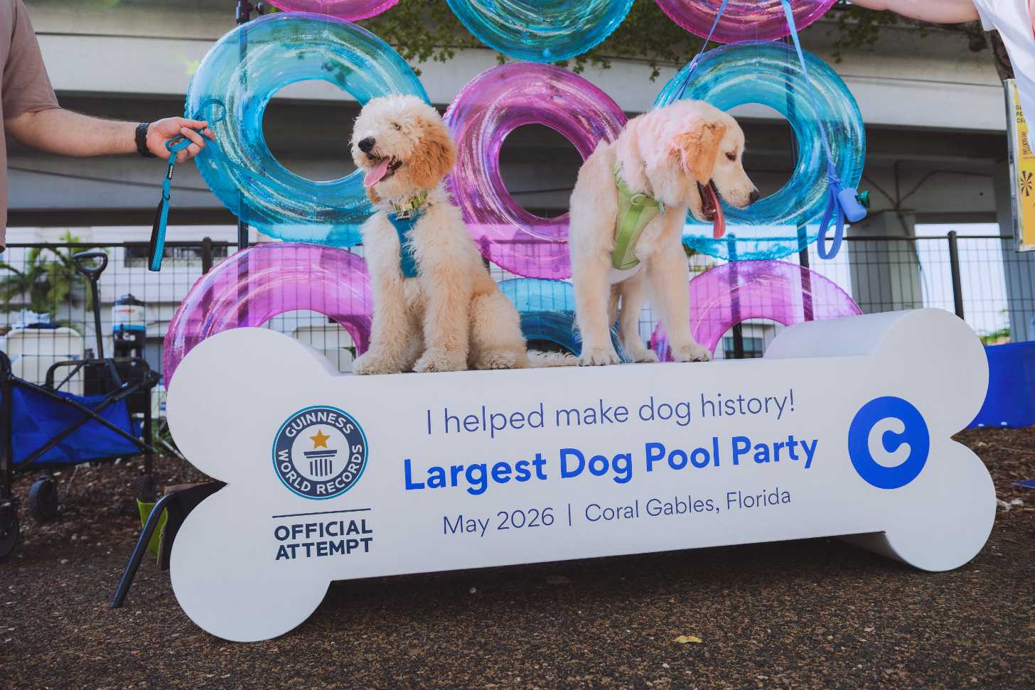 Two dogs, a golden doodle, and a golden retriever, pose for a photo in front of a sign that reads: "I helped make dog history!"