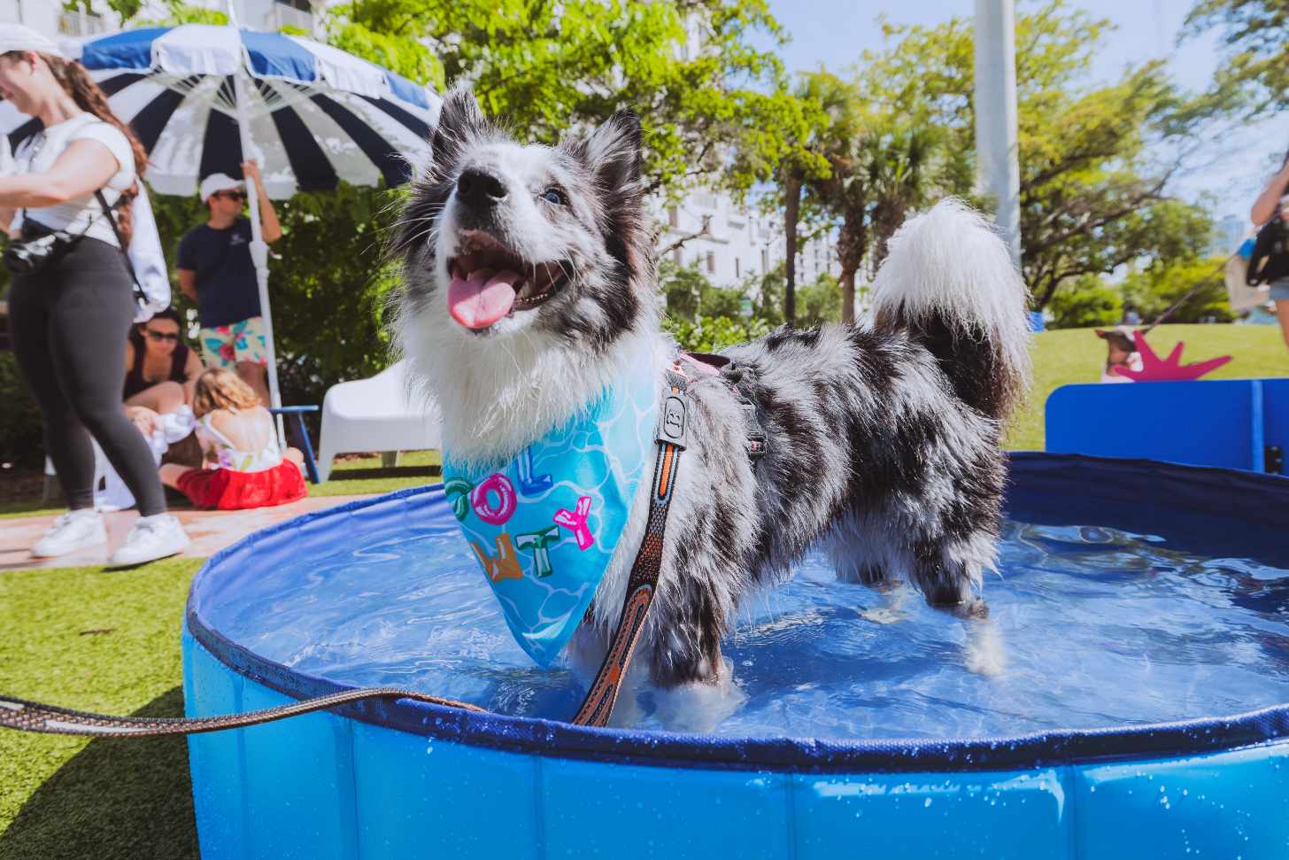 A fluffy black and white dog with pointy ears stands inside a small blue pool