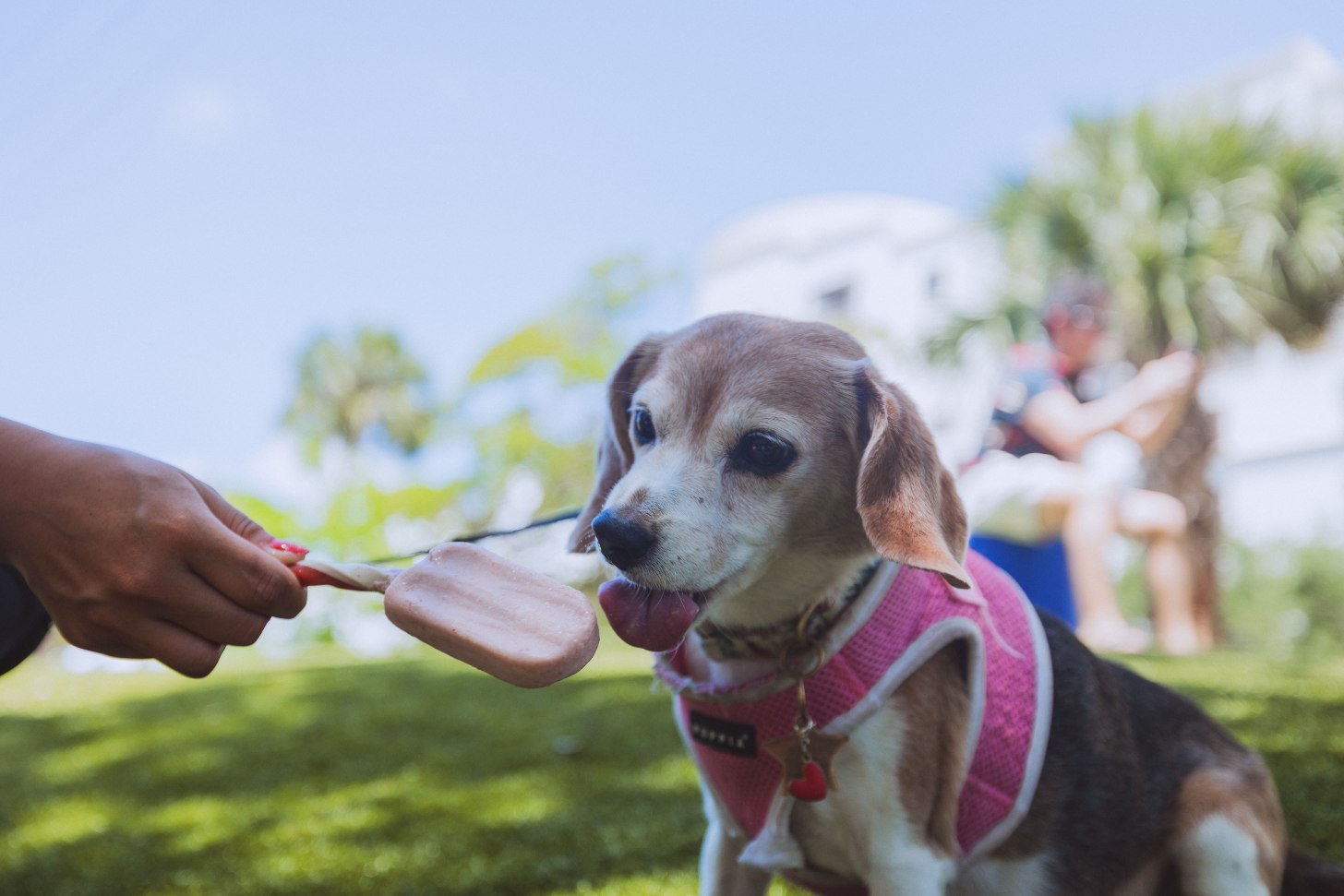 A beagle licks a pupscicle at a pool party