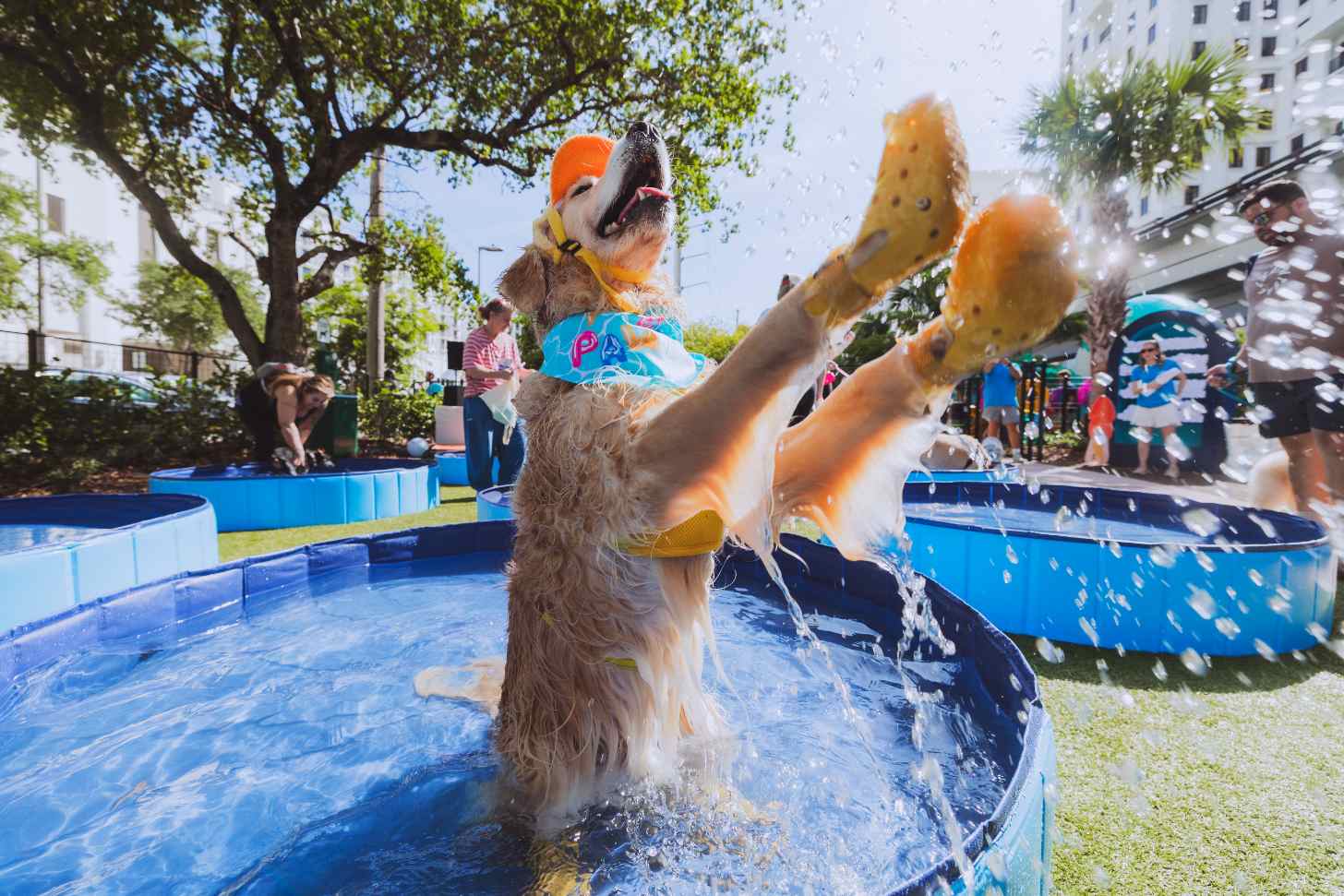 A golden retriever splashes in a doggie pool, wearing yellow rainboots
