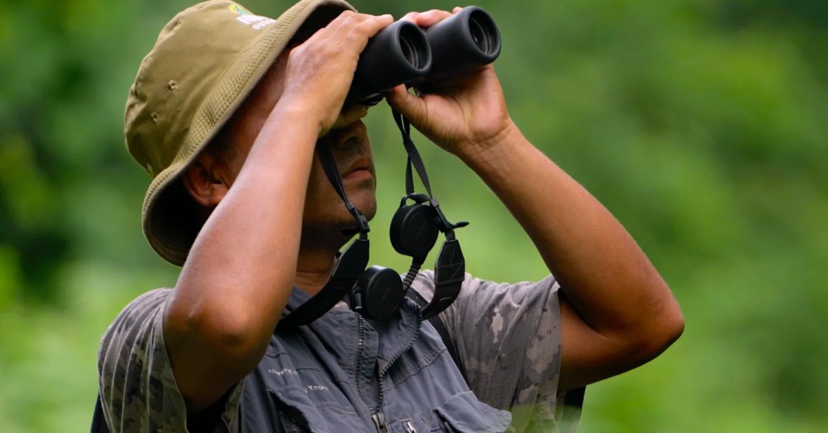 A man wearing a hat and ranger outfit peers up through binoculars at trees