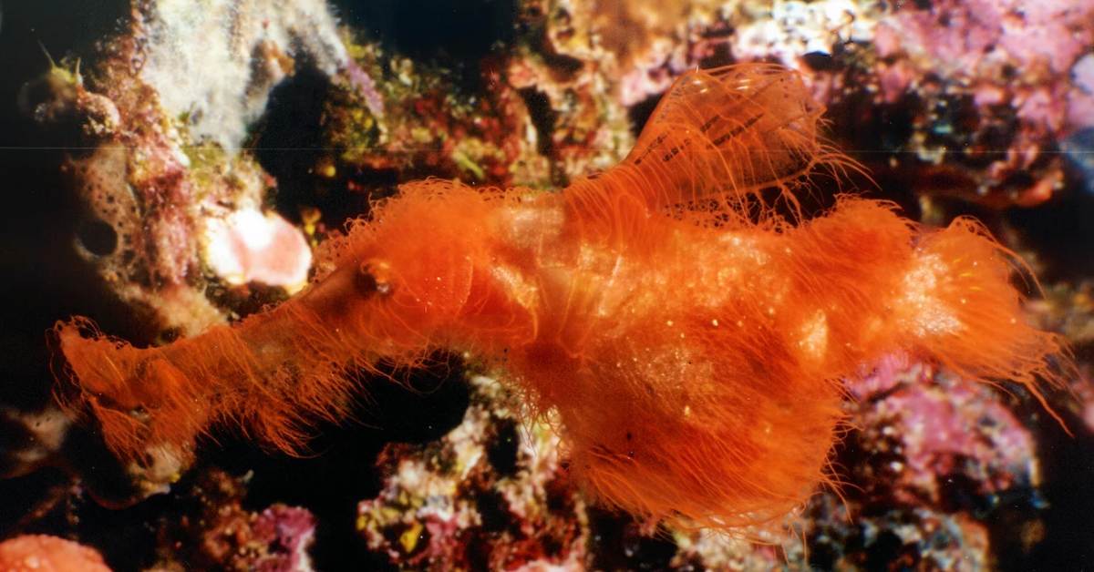 A red hairy ghost pipefish swimming underwater