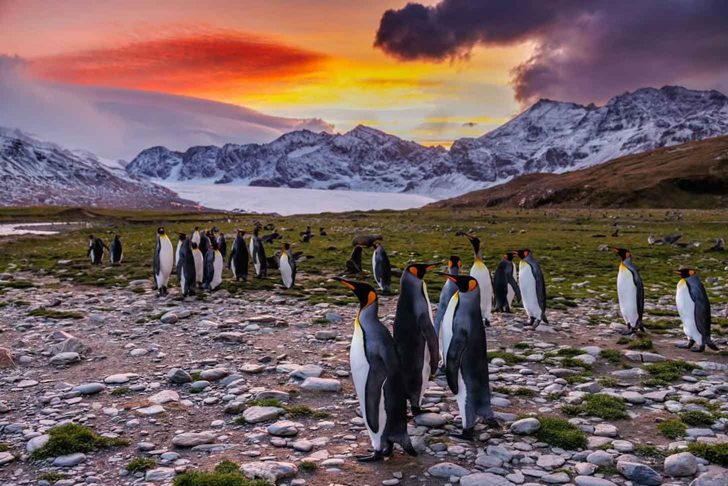 A group of penguins stand on a rocky cliff at sunset in St. Andrew's Bay