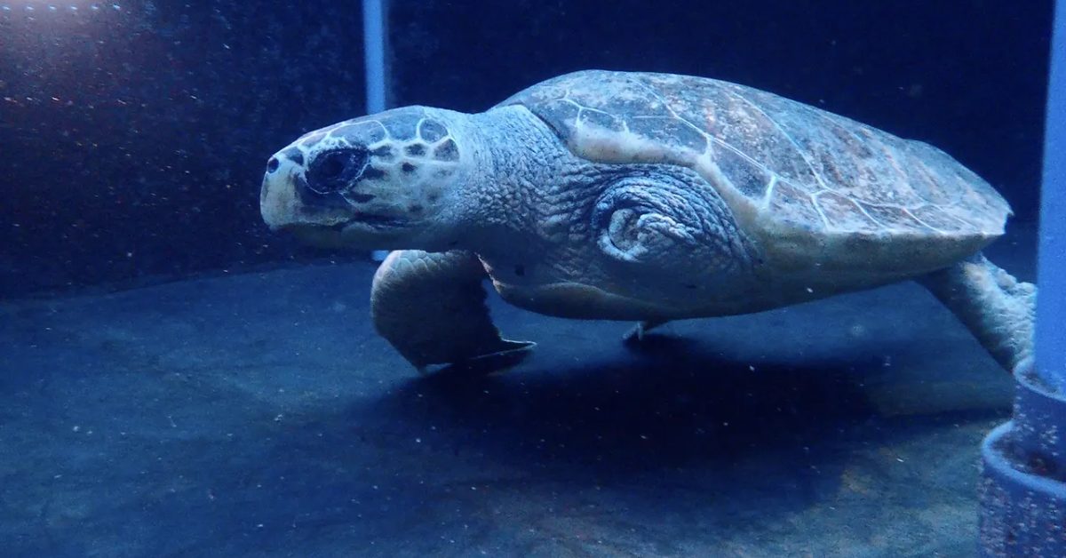 A loggerhead sea turtle swims underwater, with his left flipper amputated