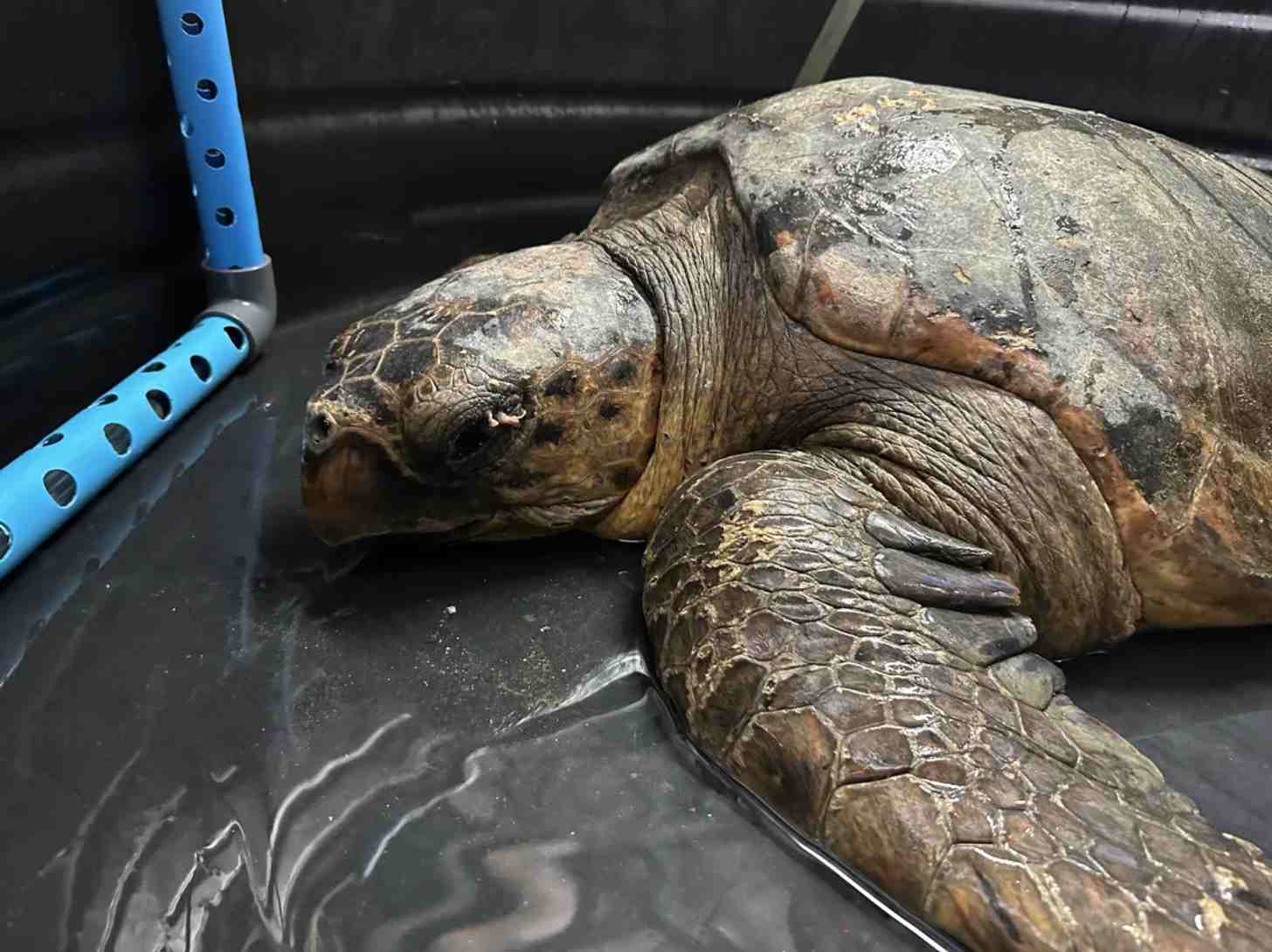 A loggerhead sea turtle with leeches in his eyes