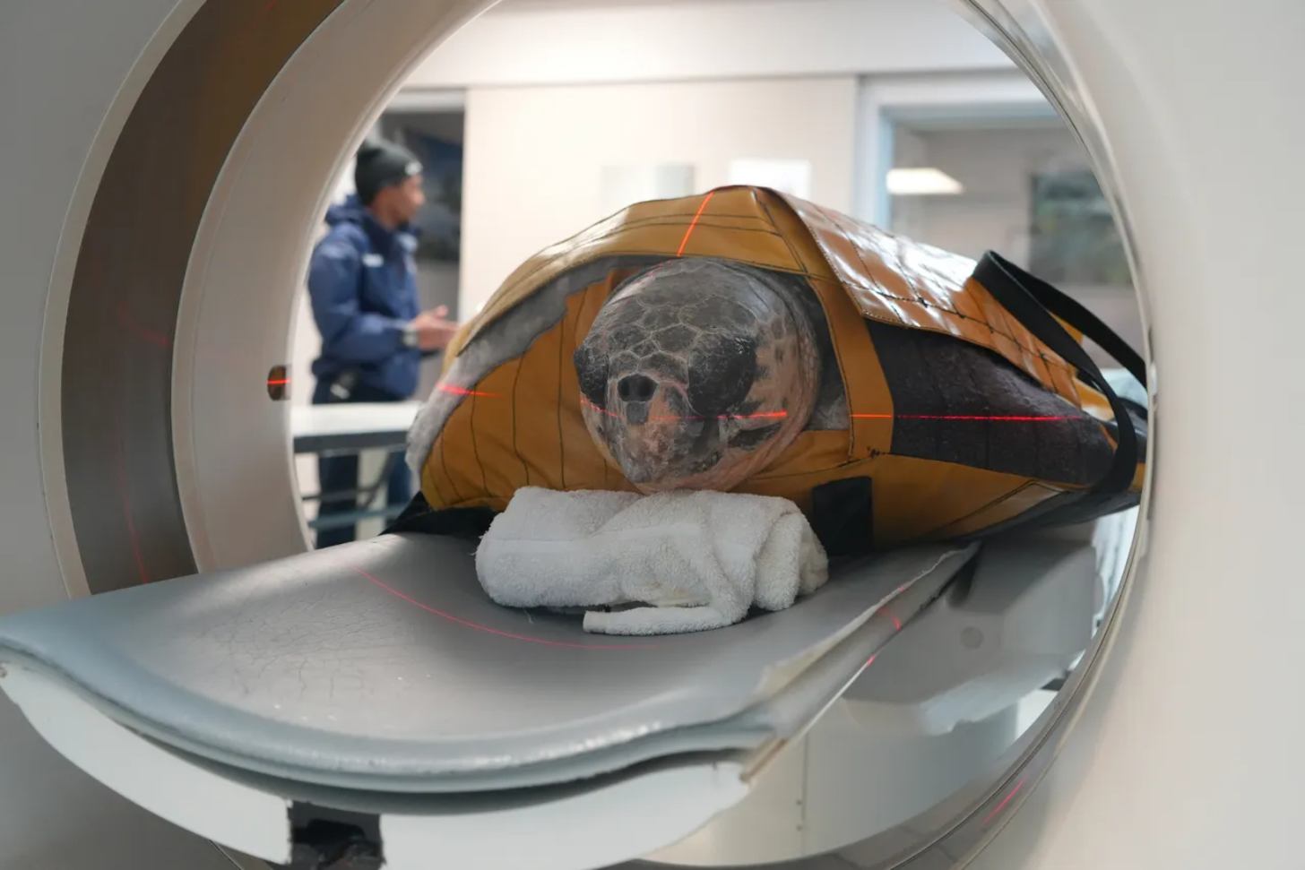 A loggerhead sea turtle gets an x-ray
