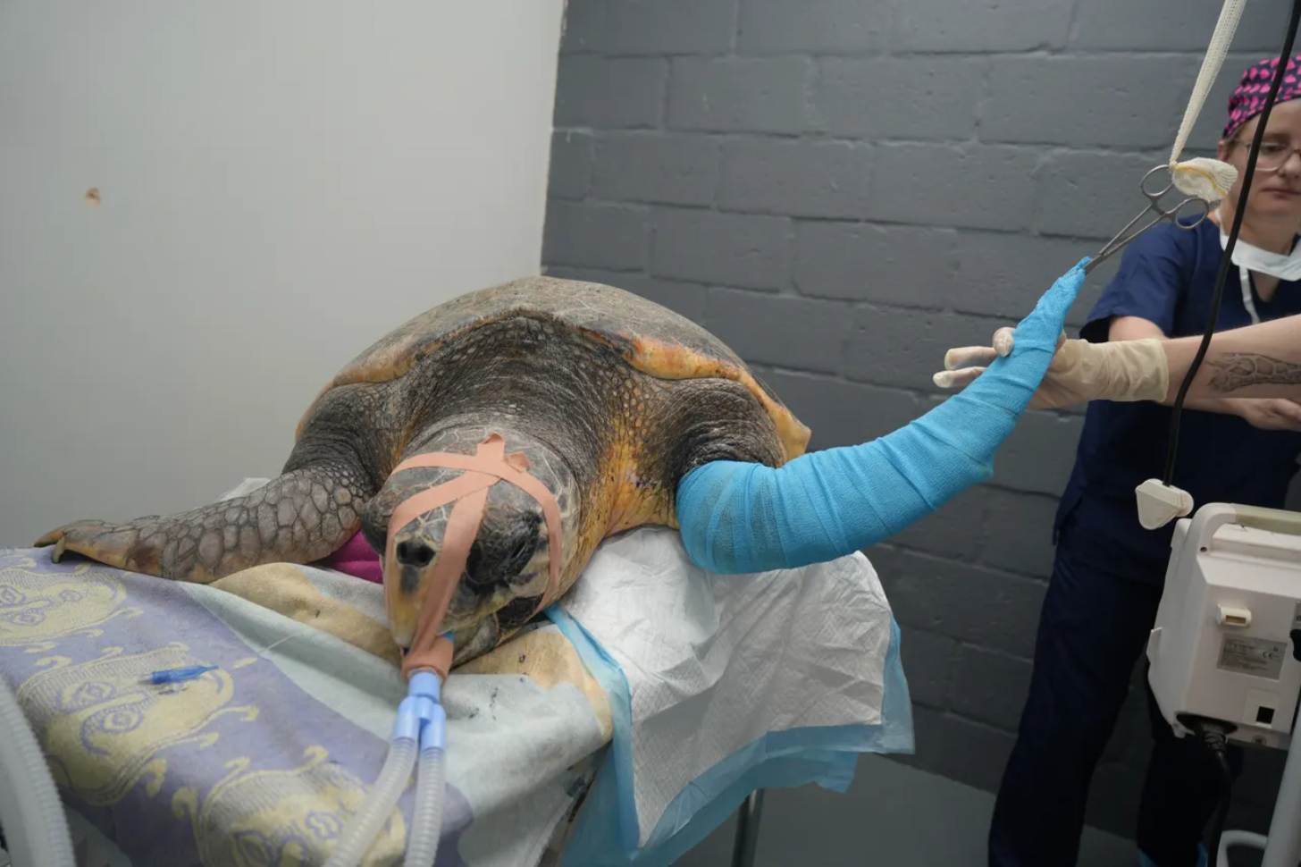 A loggerhead sea turtle during surgery, getting his flipper amputated
