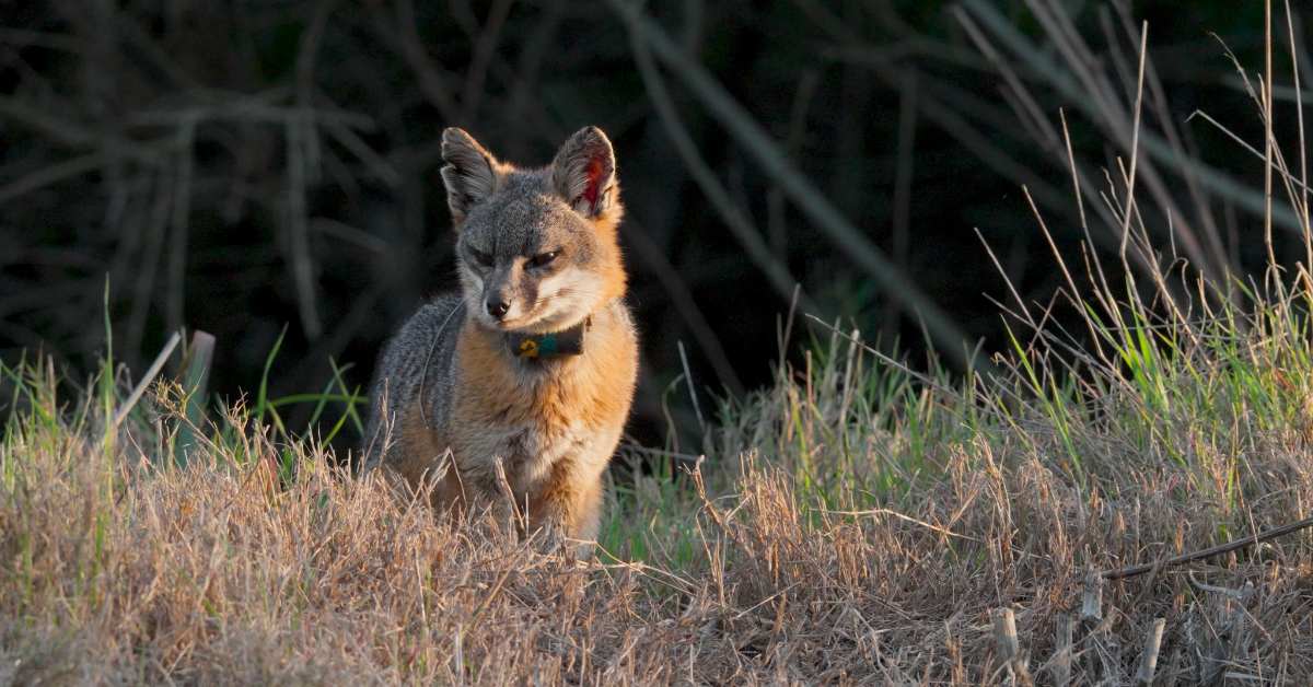 A Catalina Island fox stands in tall grasses, looking off into the distance