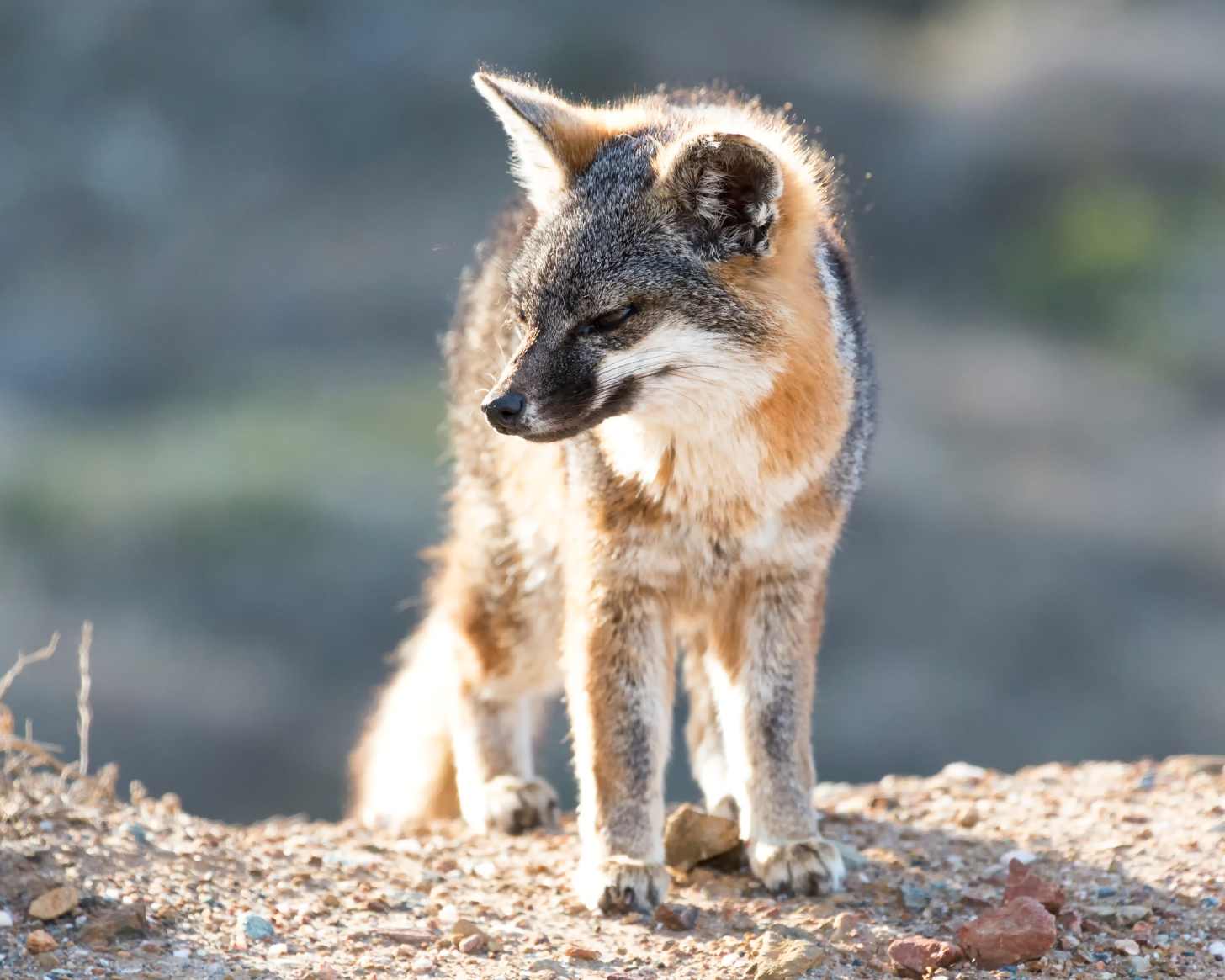 A Catalina Island fox in its natural habitat