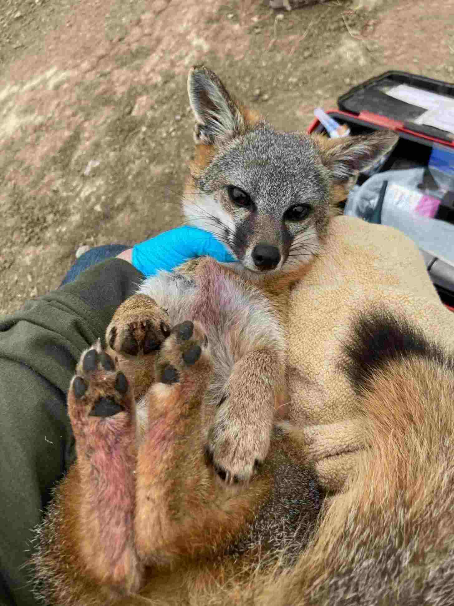 A vet holds a Catalina Island fox on their lap