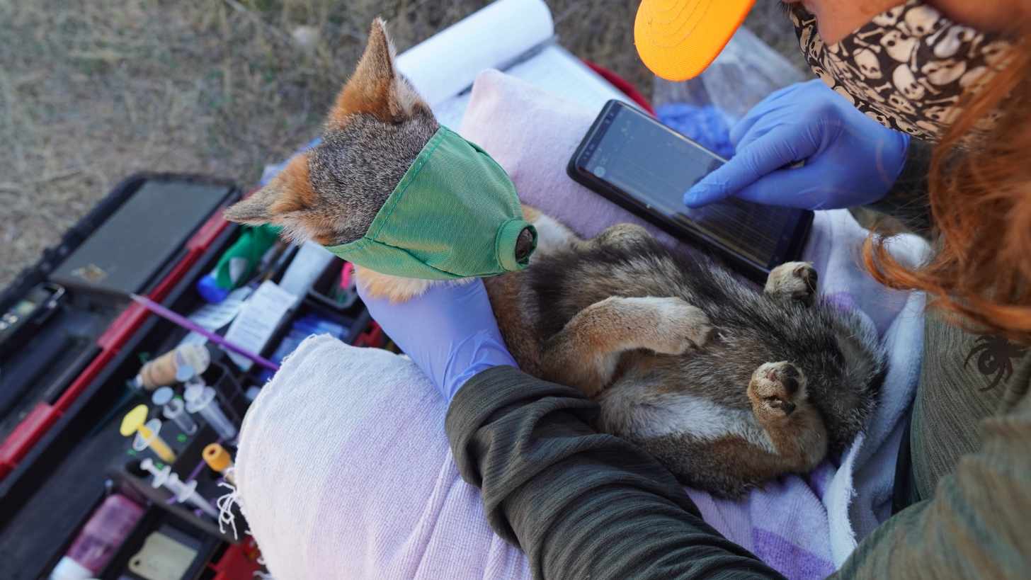 A Catalina Island fox receives veterinary attention