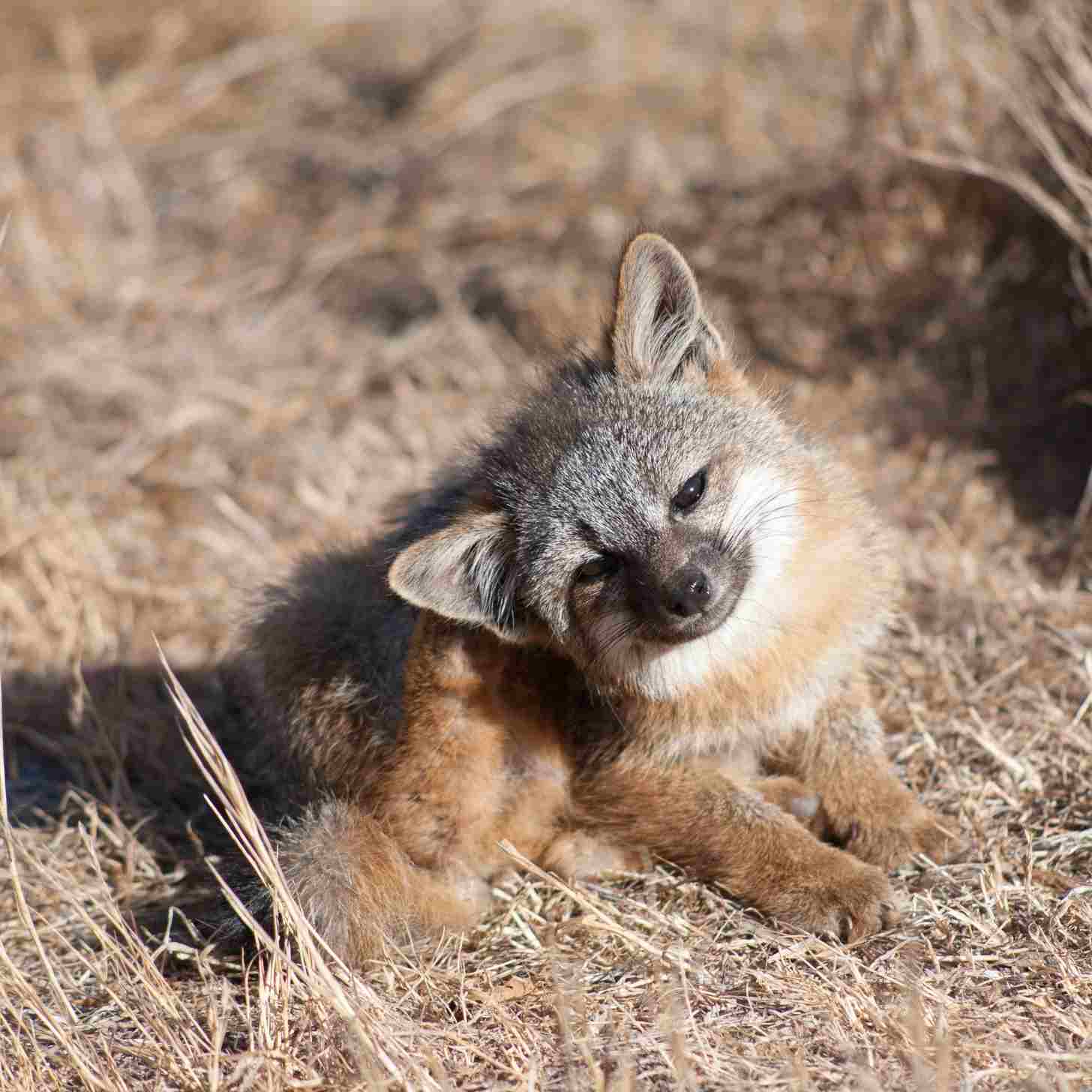 A Catalina Island fox scratches its head in the midst of tall grass