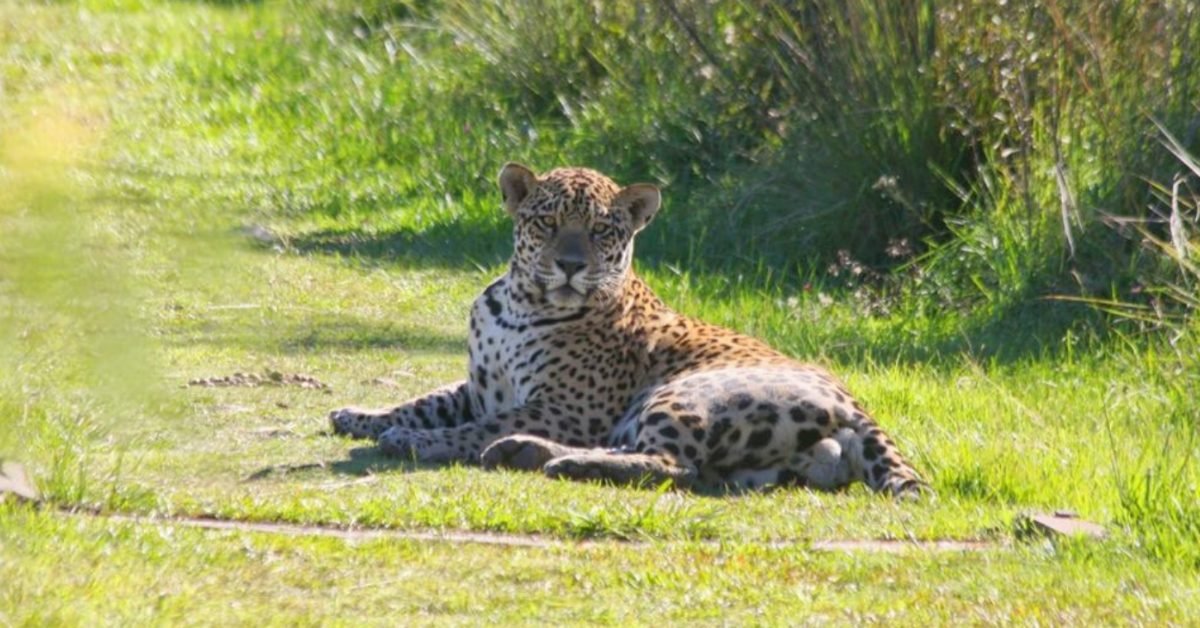 A jaguar lies down on a trail 