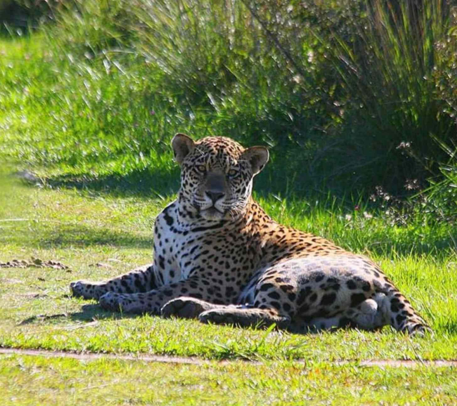 a jaguar lies down on a trail in a national park