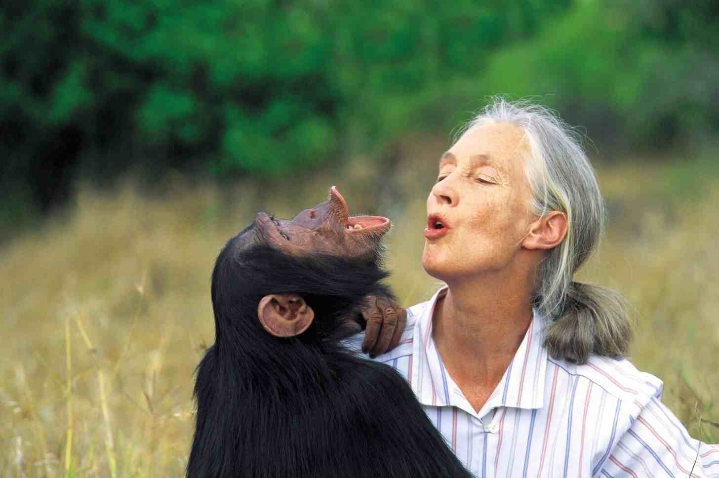 Jane with Uruhara pant-hooting, 1996. Photo by Michael Neugebauer.