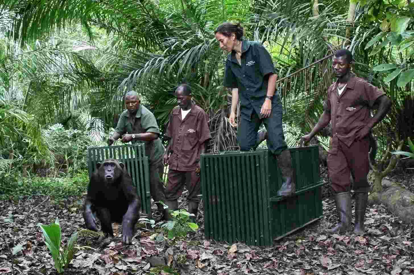 Rebeca Atencia and caretakers release chimpanzee Louise on Tchindzoulou island. Image © Jane Goodall Institute.