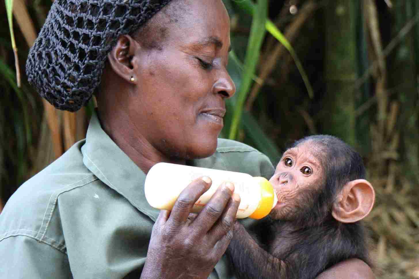 Orphan JeJe and his caretaker Antonette at the JGI Tchimpounga Chimpanzee Rehabilitation Center in the Republic of Congo. Image © Jane Goodall Institute.