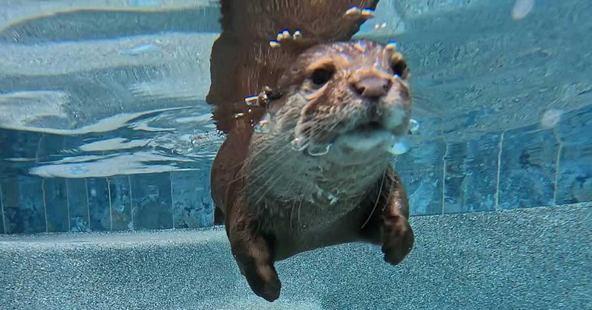 An otter swims underwater