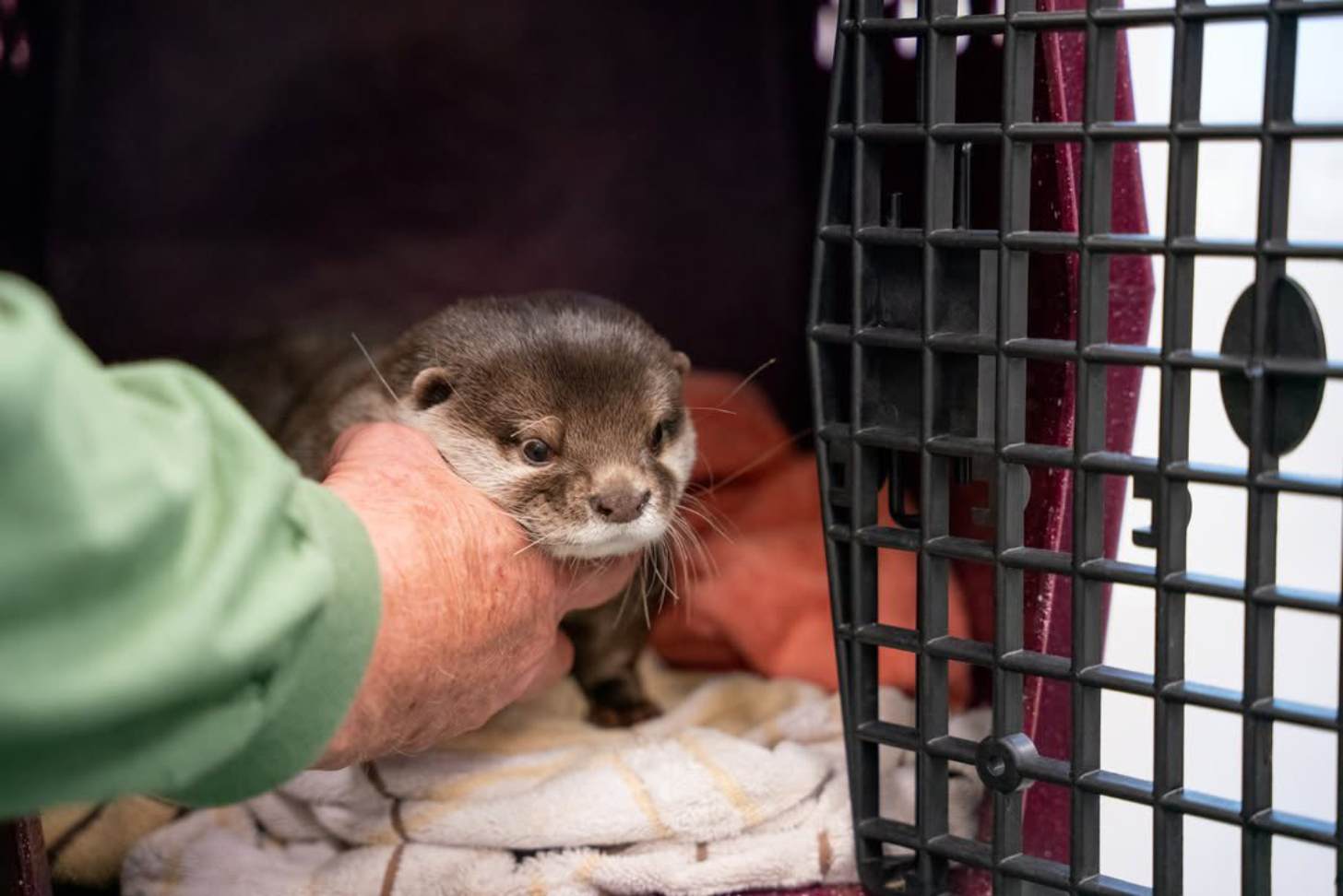 An otter peers out of a dog kennel