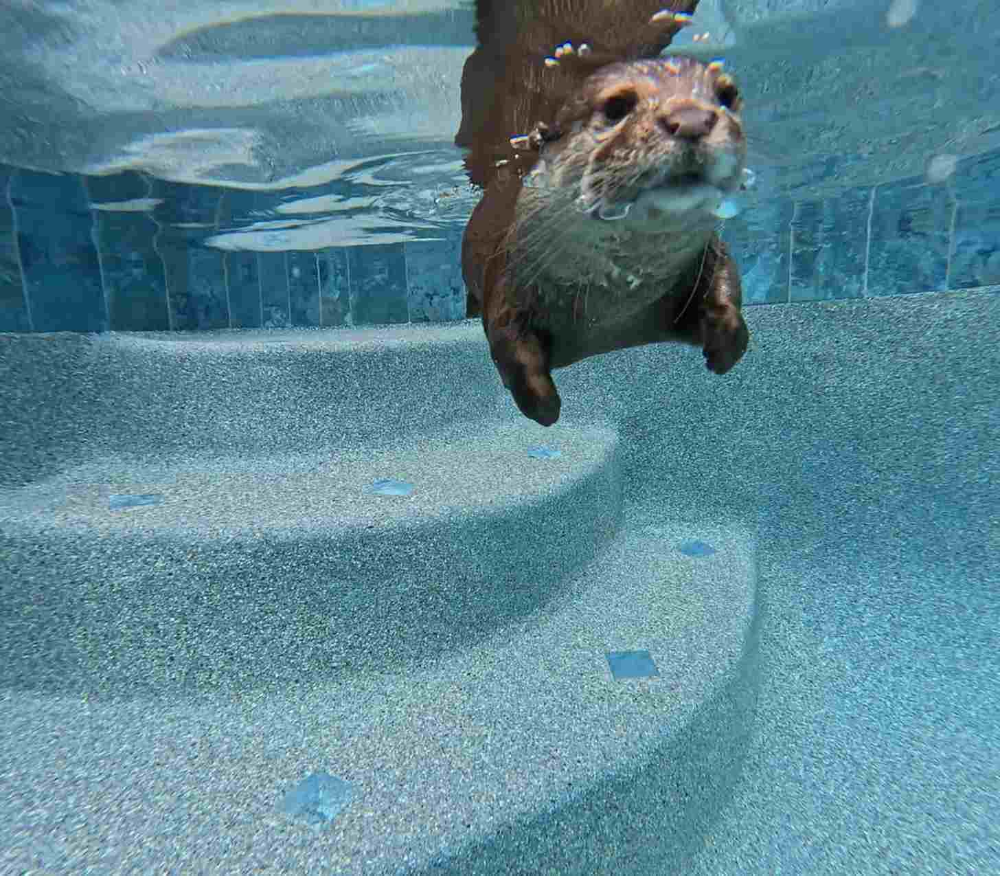 An otter swims underwater