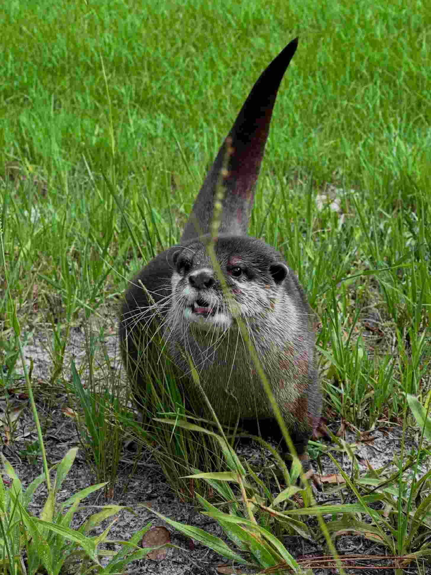 An otter stands in grass